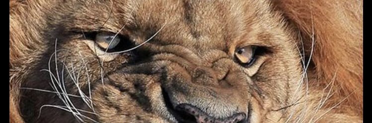 PeterHero_11's profile banner image