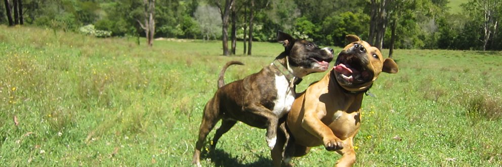Staffydownunder's profile banner image