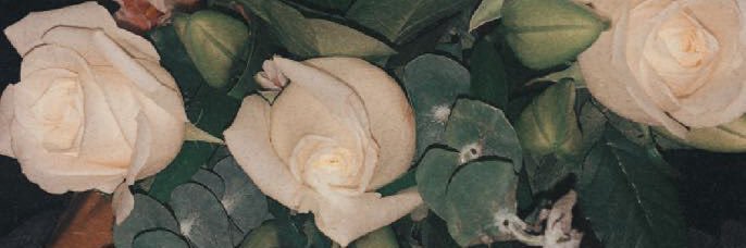 AnglieeM's profile banner image