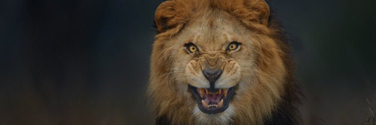 Tu2f's profile banner image