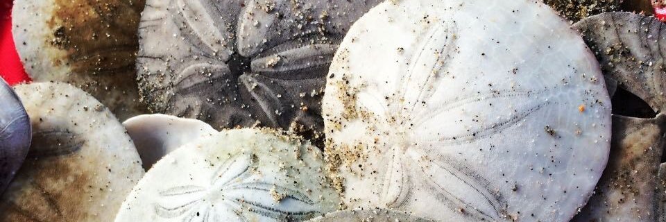 leahlizzie's profile banner image