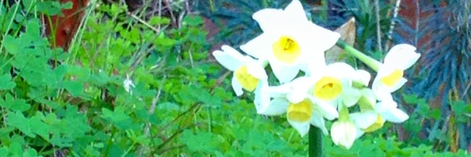 Jane8Toner's profile banner image