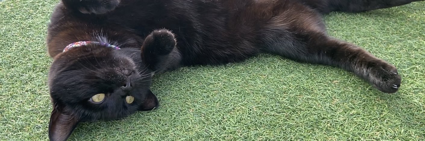 Georgia banner