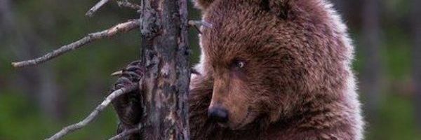 TheeSlyfox01's profile banner image