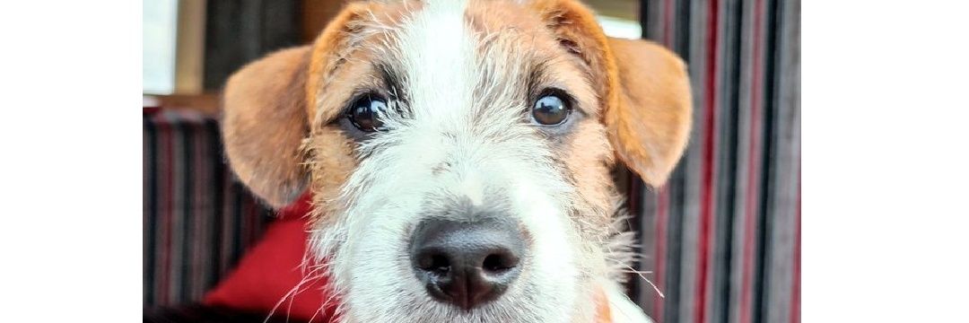 Lisa -Eddie & Benson's Mum 💙#FBPE🇺🇦🇪🇺 banner