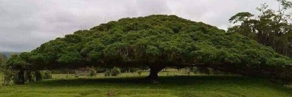 KalikaJain Profile Banner