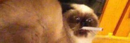 viv22012th's profile banner image