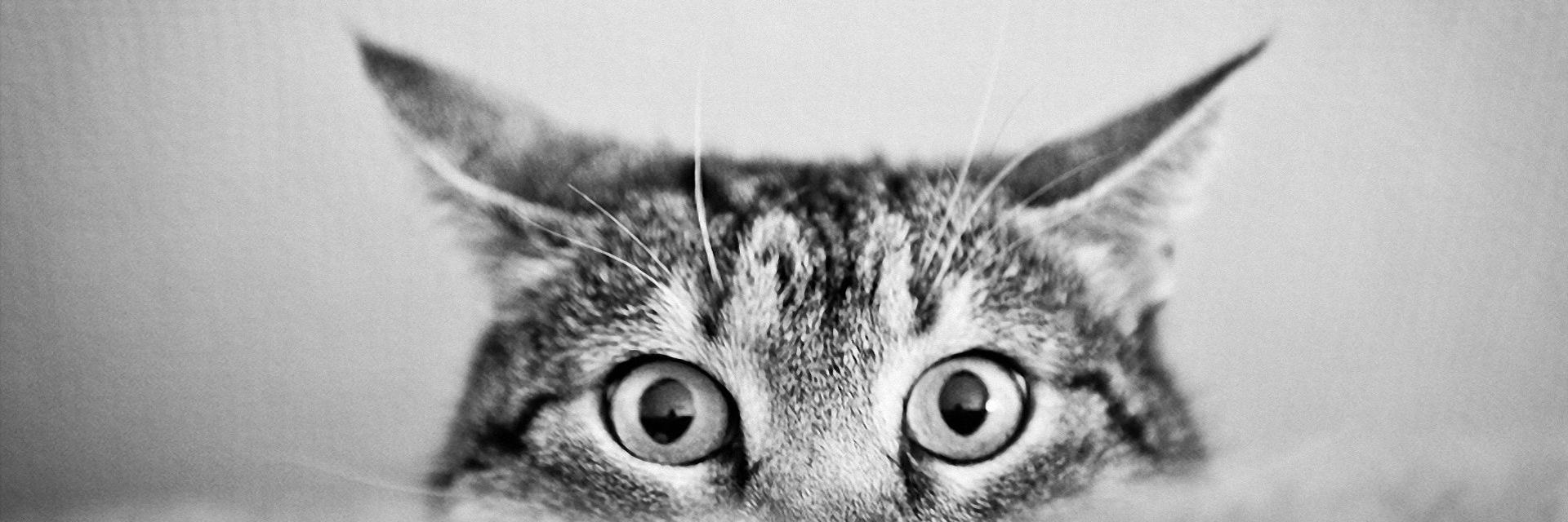 intofebrrrvt's profile banner image