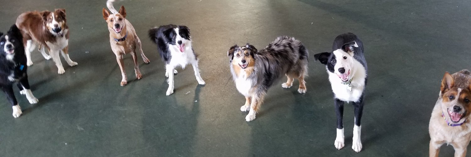 TheDogClub_Kali's profile banner image