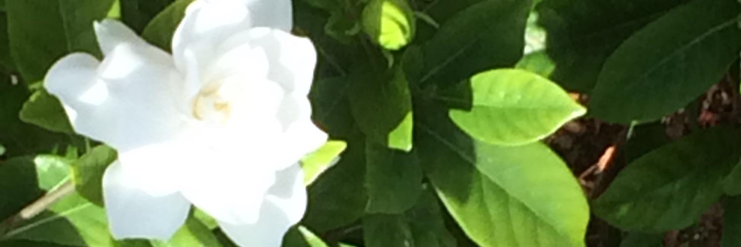 Militzapr's profile banner image