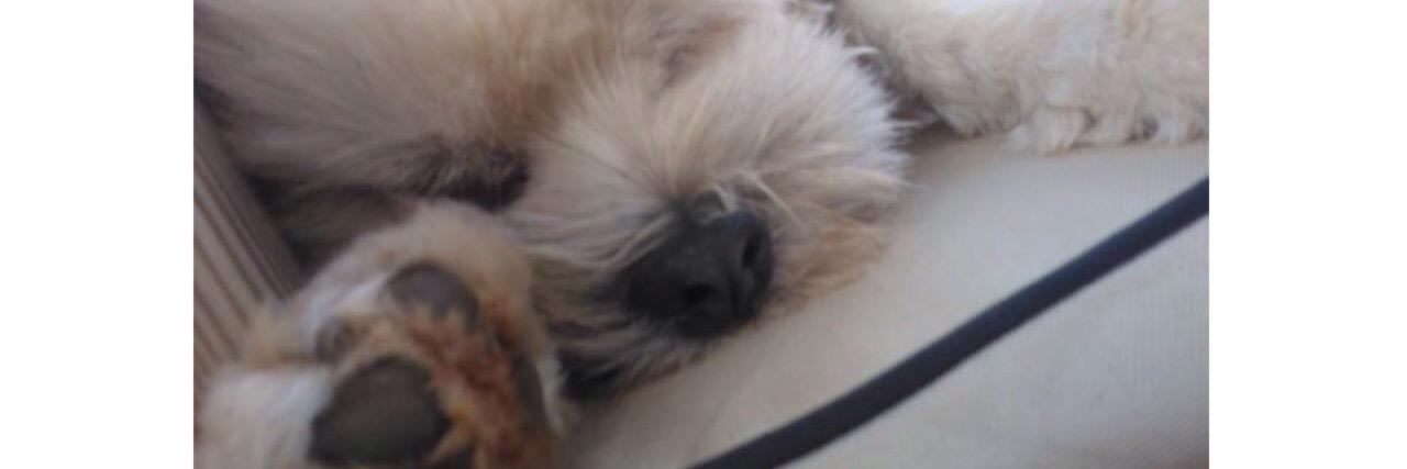 shmeglee's profile banner image
