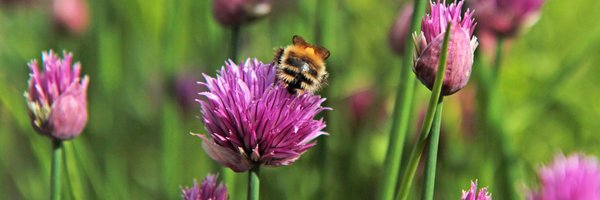 Quickcrop Profile Banner