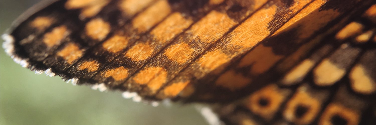 Sophie Ledger banner