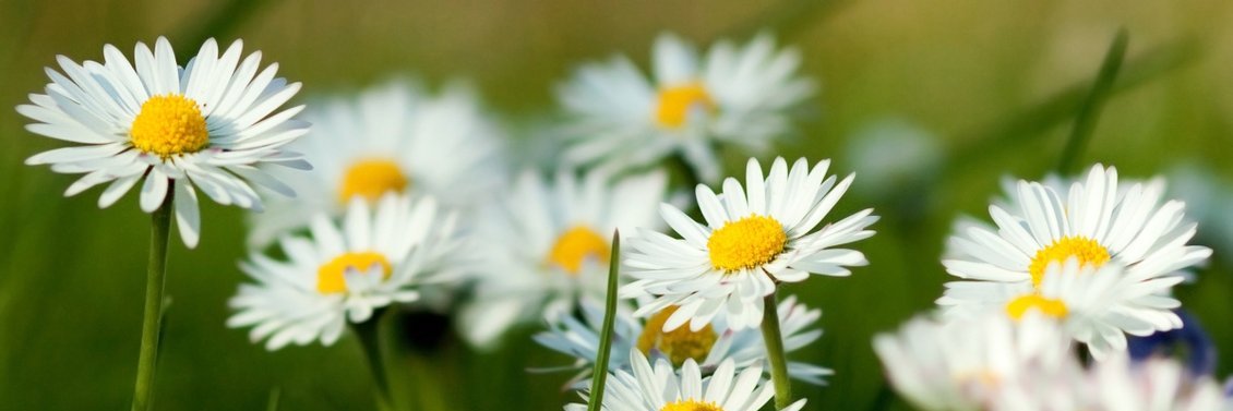 ristiani_jv's profile banner image