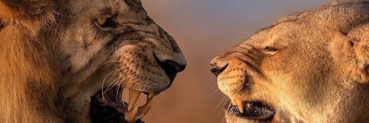 ahmtemnu's profile banner image