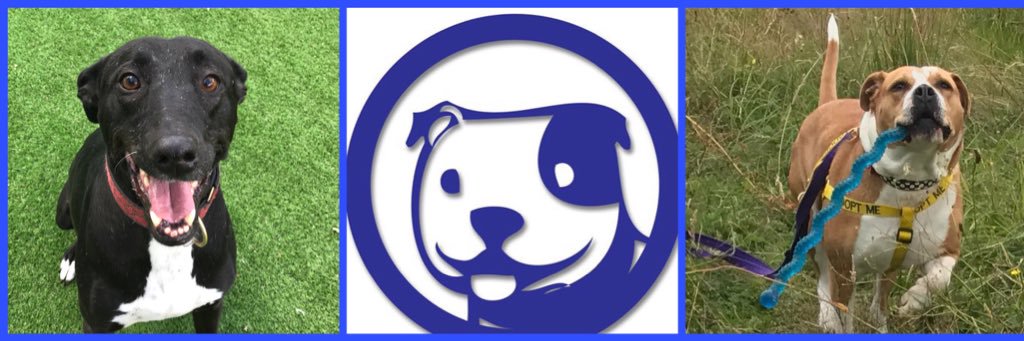 LinbeeDogs's profile banner image