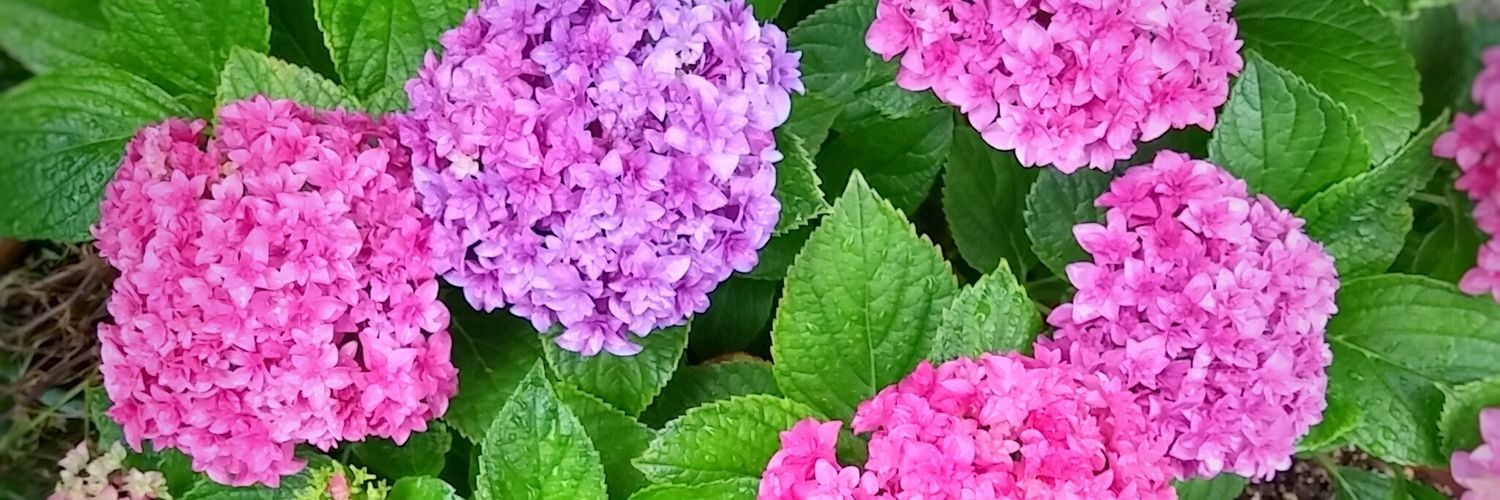 hydrangea_nt's profile banner image