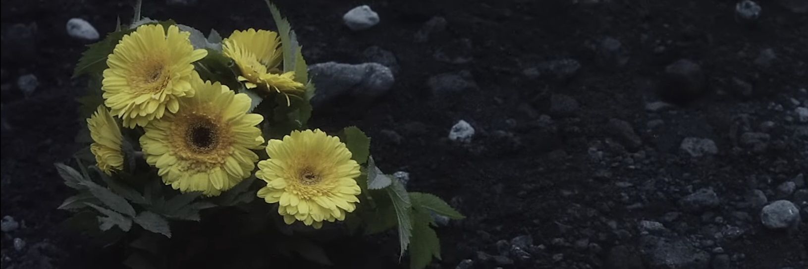 Bethan ||-//🖤🏴󠁧󠁢󠁷󠁬󠁳󠁿 banner