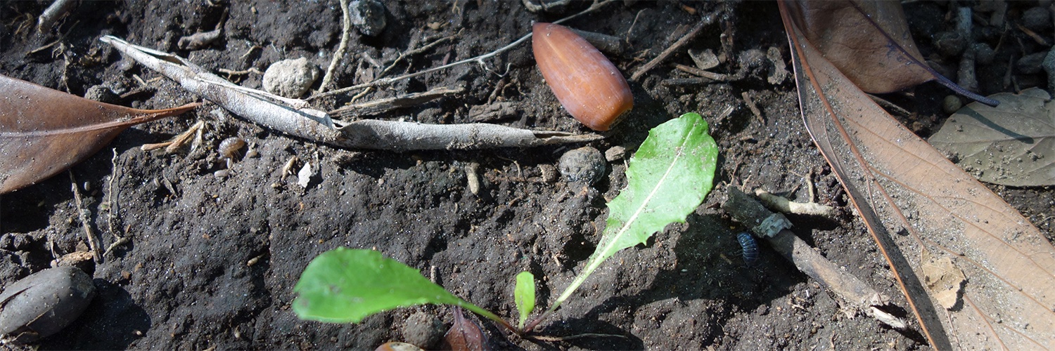 寿魅庵ロム☮️ banner