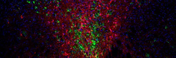 lola_welsch Profile Banner