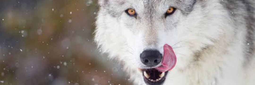 Aynnkank's profile banner image