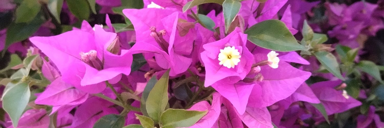 anacotoperza's profile banner image