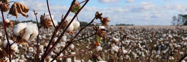 trustuscotton Profile Banner