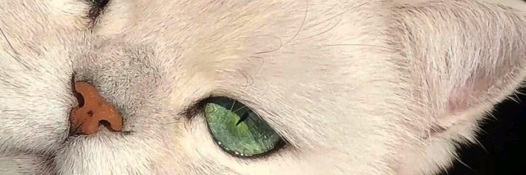 🕷️🕸️🐈‍⬛ banner