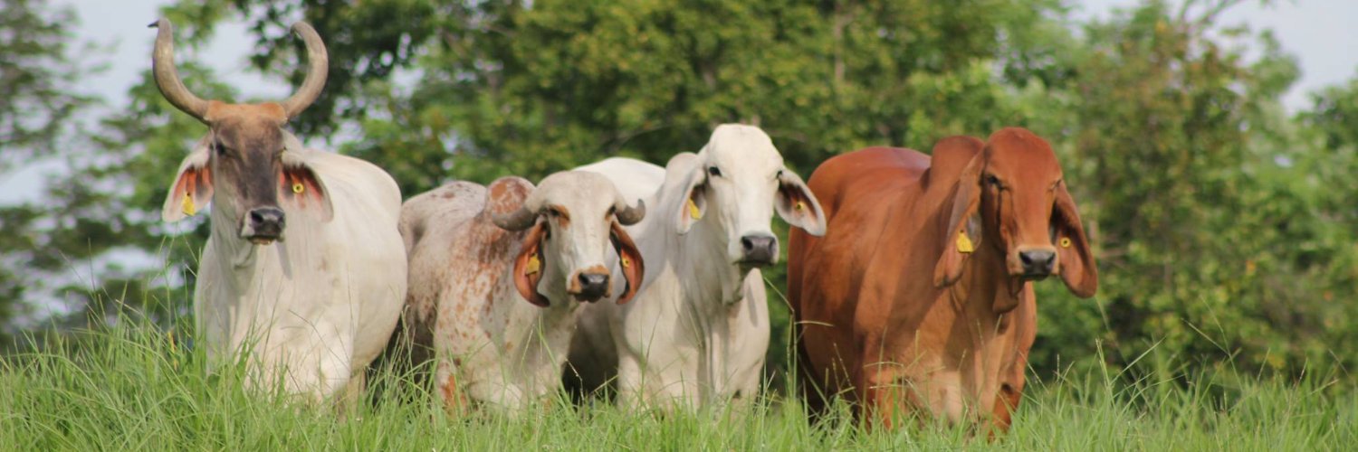 Asocebú Colombia banner