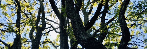 SullivanBrynne Profile Banner