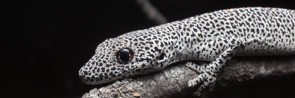 CoenHird Profile Banner