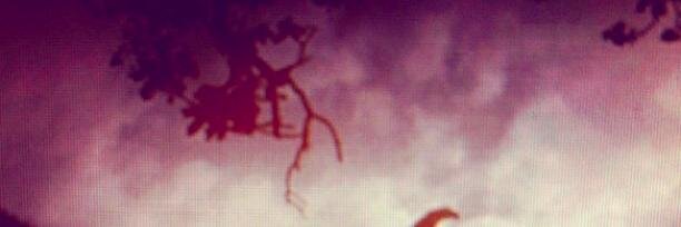 Susan Campos Fonseca banner