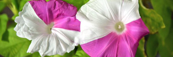 nekoma68 Profile Banner