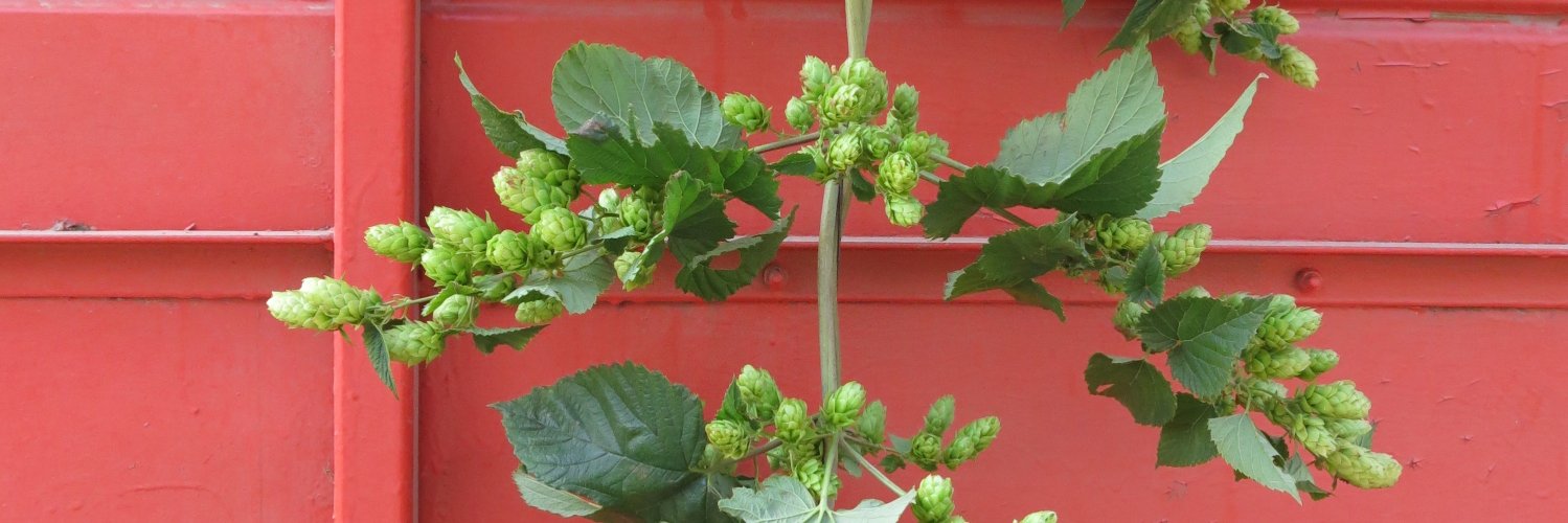 Simple Things banner