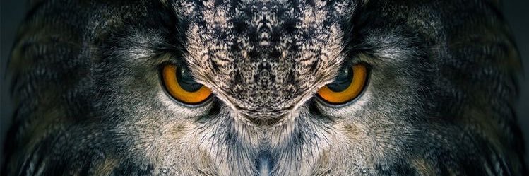 Босх свиноделия banner