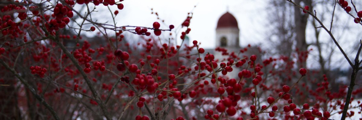 Williams Alumni banner