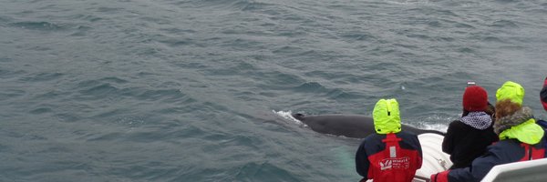 arctic_in Profile Banner