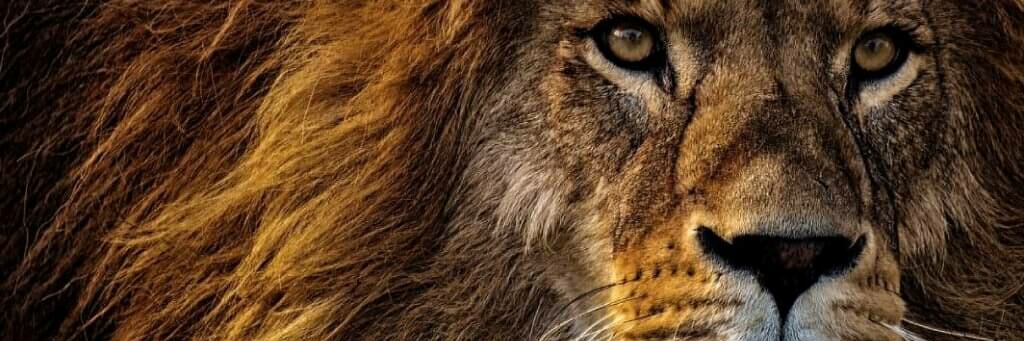 Augusto🦁🇫🇷 banner