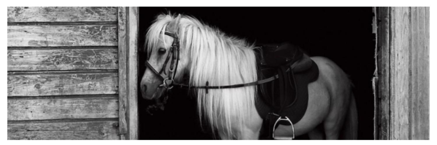 dig_a_pony_'s profile banner image