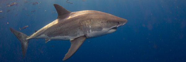 sharktagging Profile Banner