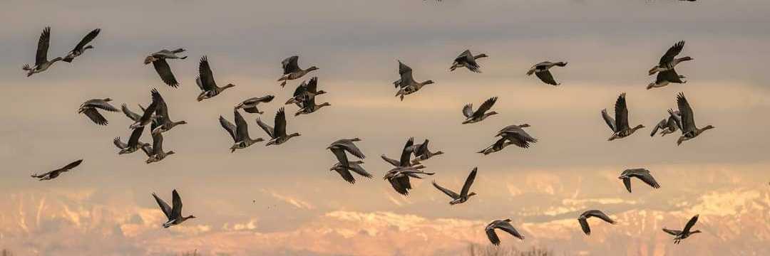 عبدالعظيم سراج banner