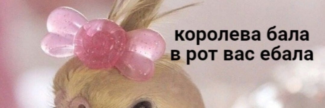 marisha_panda's profile banner image