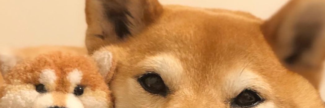 林二猪 banner