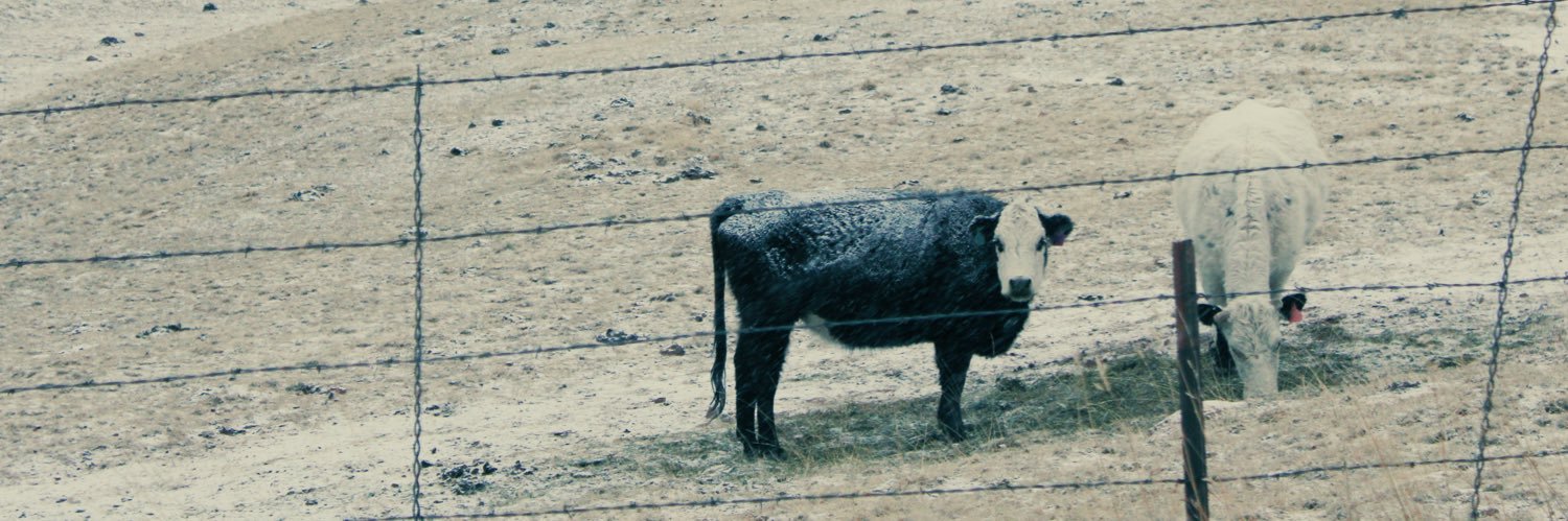 manic pixie cowgirl banner