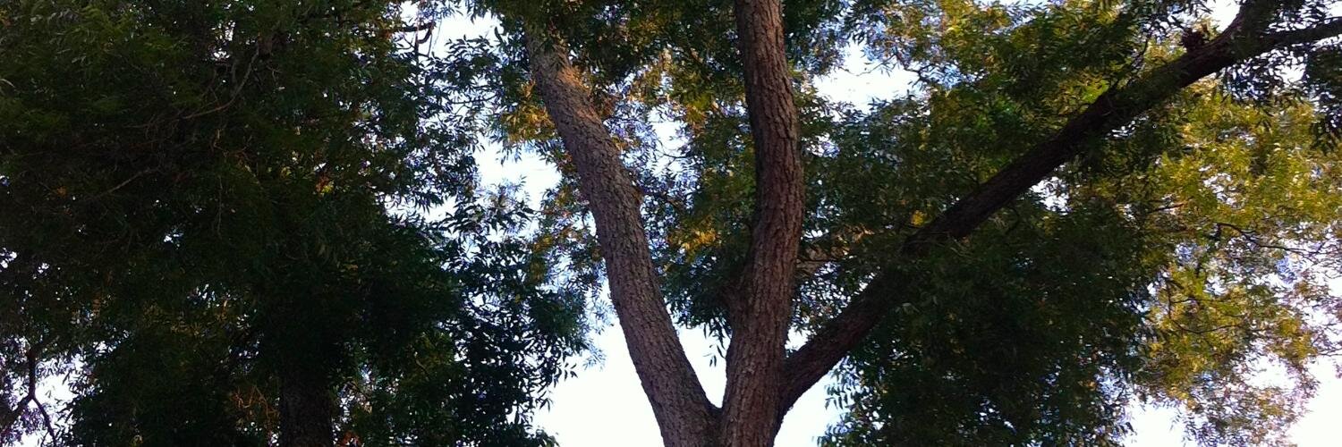 Erin C Tarver banner