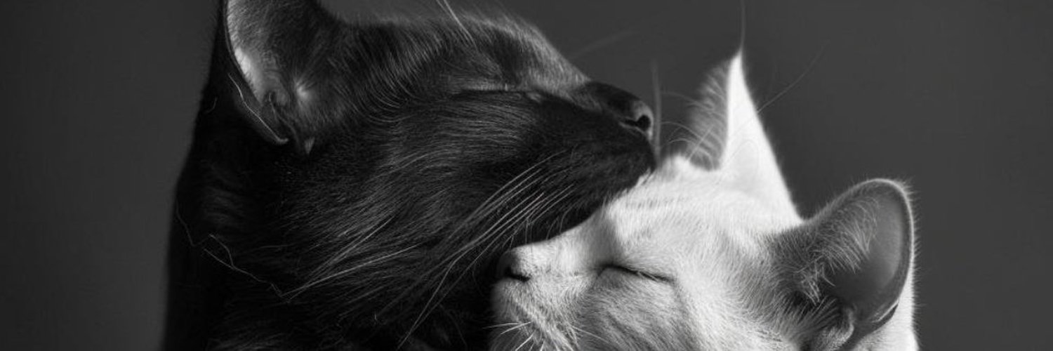 Planar_Mirror's profile banner image