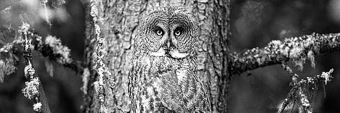 Alfonso Concha banner