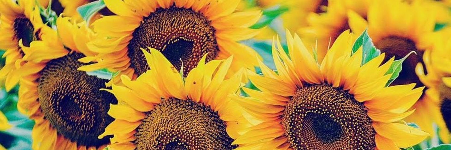 katiemansell_'s profile banner image