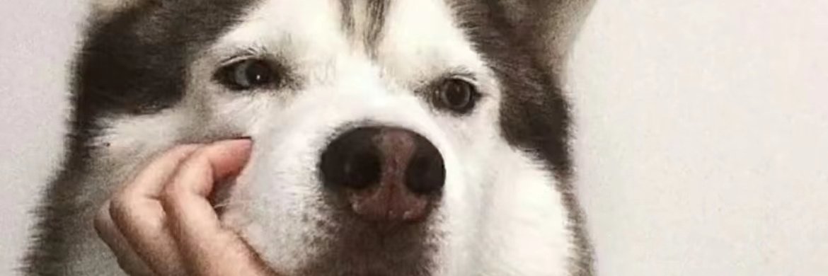 anymoose3's profile banner image