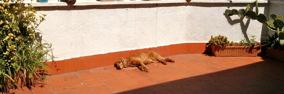 Raúl Querido banner